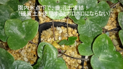 DSC_0335.JPG