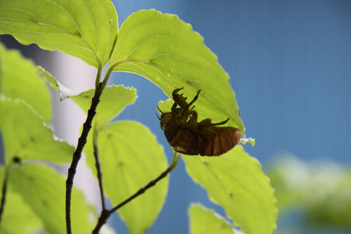 2011蝉2