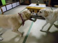 親子で引張りっこ♪♪