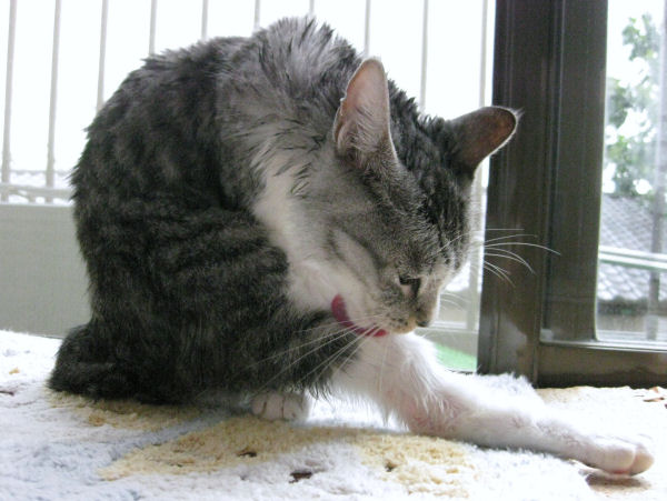 濡れねずみ12