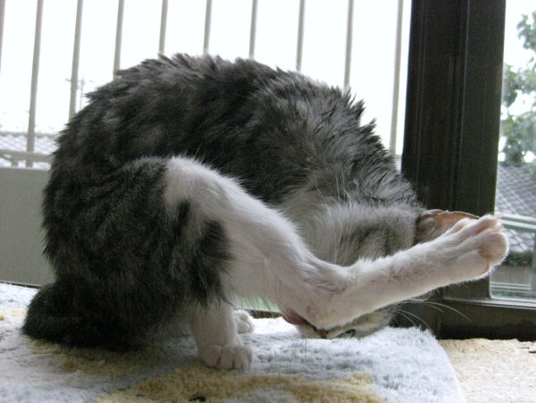 濡れねずみ13