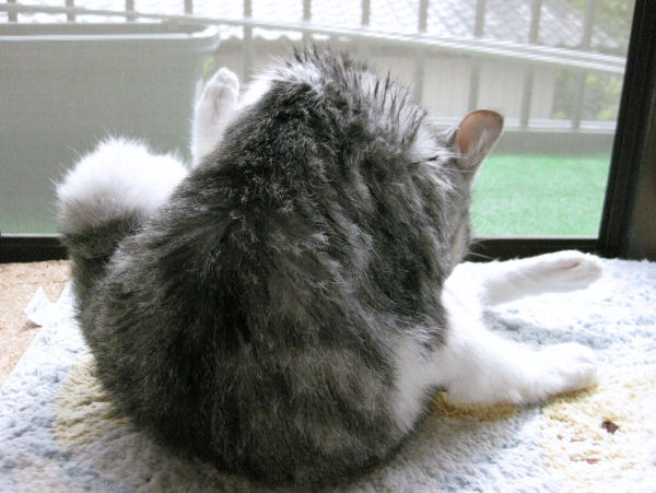 濡れねずみ15