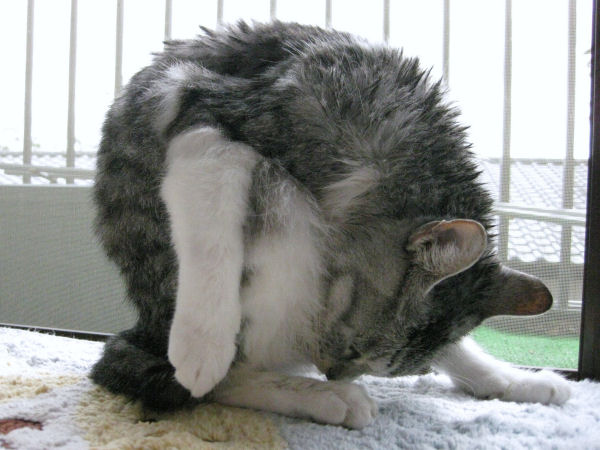 濡れねずみ16