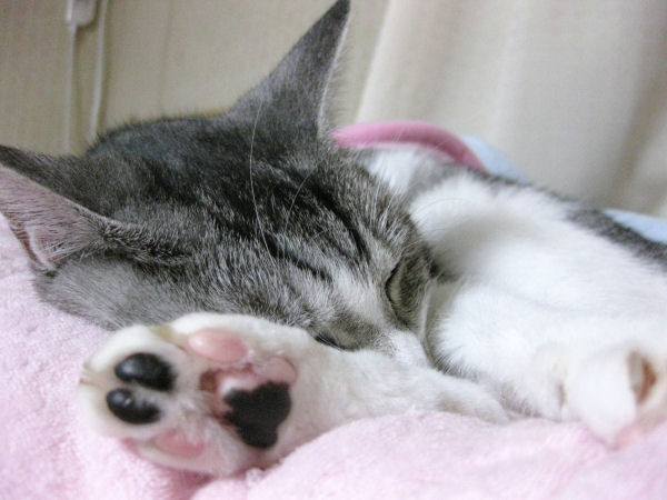るるさっぱり