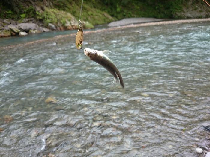 今年も鮎が遡上してます 釣行ブログ