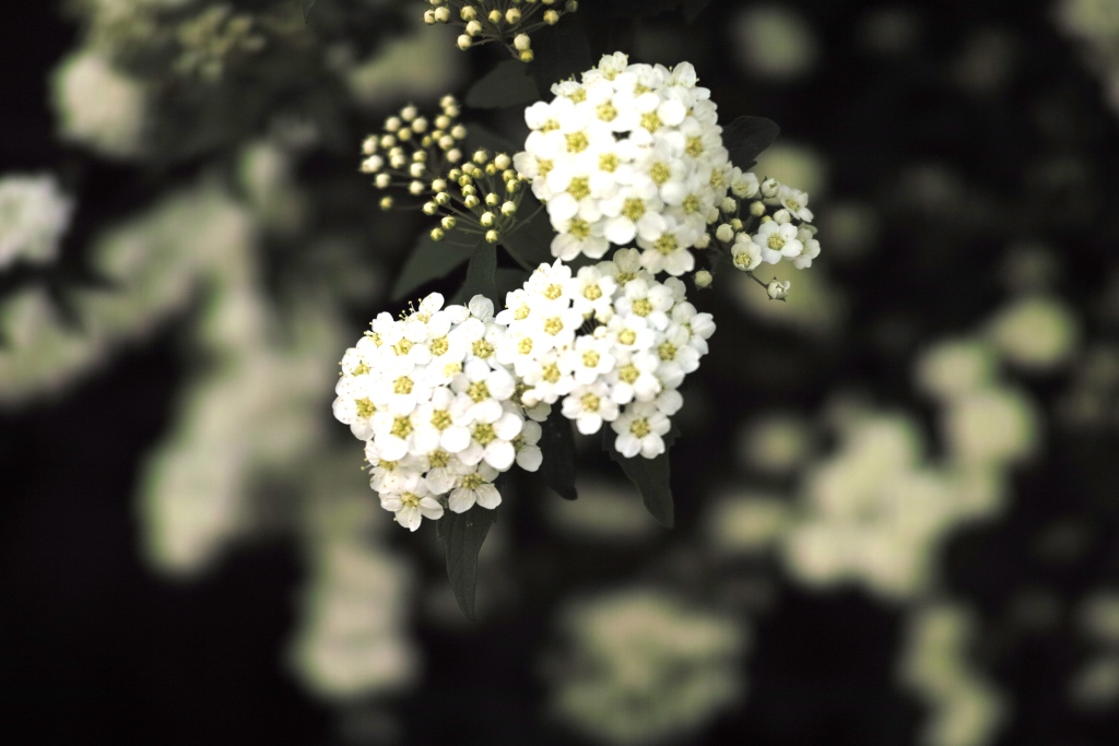 DP2M0727.JPG