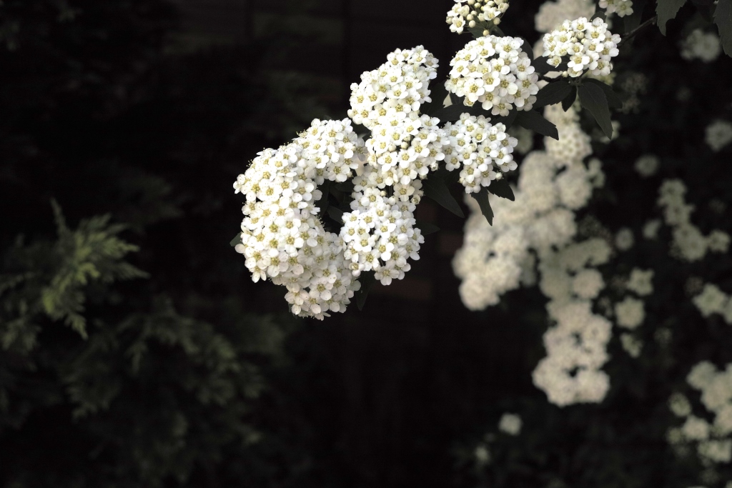 DP2M0728.JPG
