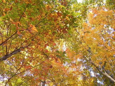紅葉1