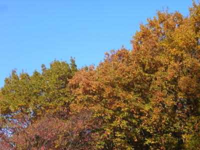 紅葉2