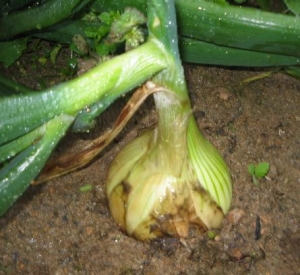 玉ねぎ