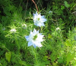 庭の花たち〜ニゲラ