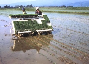 田植え