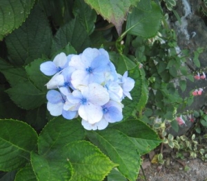 季節はずれの紫陽花