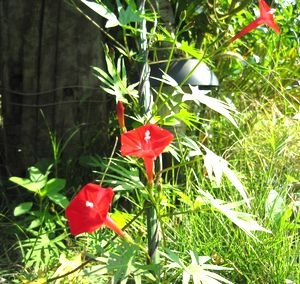 ルコウ草