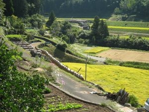 田んぼ