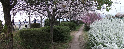 さくら23