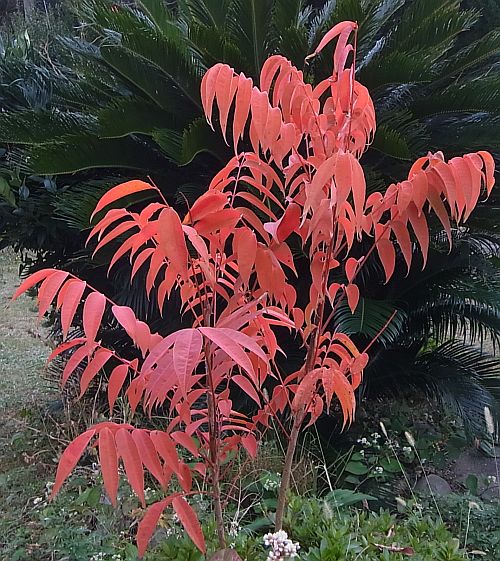 紅葉