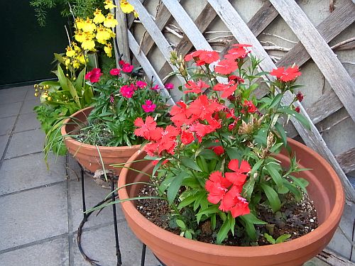 花模様