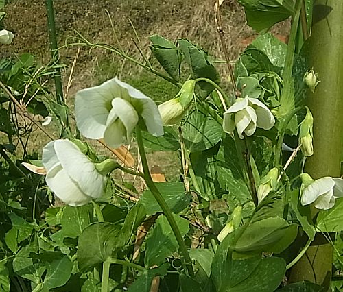野菜花02