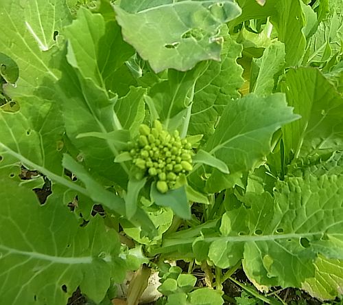 野菜花04