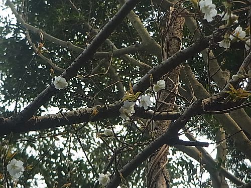 桜01