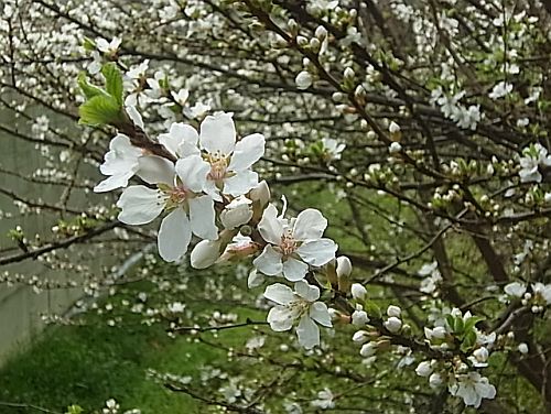 桜02