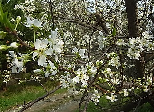 桜03