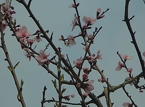 桜04