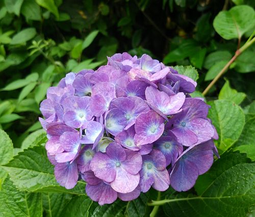 tuyu05