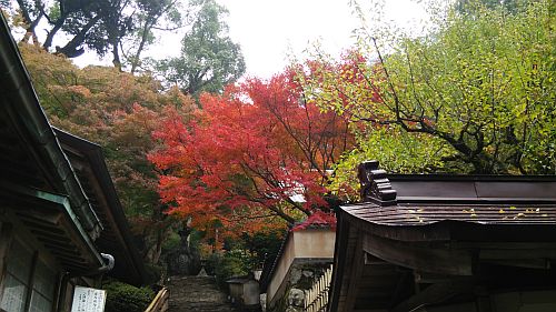 紅葉04