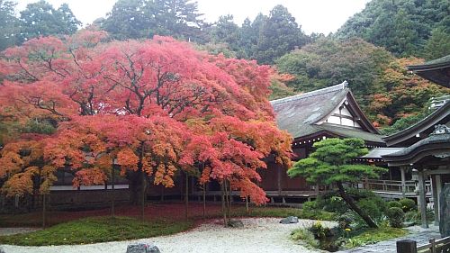 紅葉06