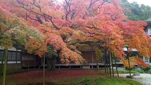 紅葉09