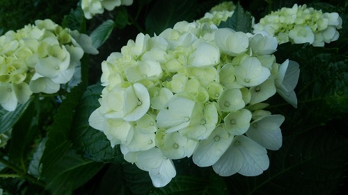 紫陽花01