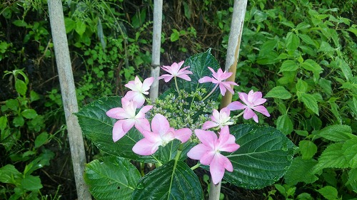 紫陽花02