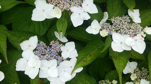 紫陽花03