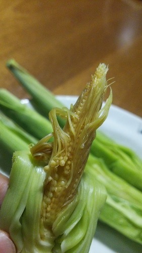 紫陽花05
