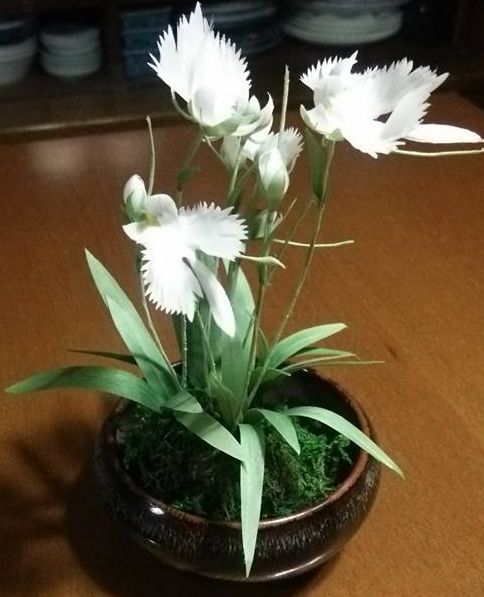白鷺