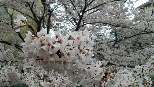 桜01