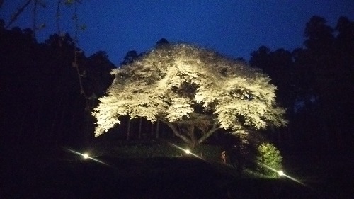 桜03