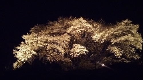 桜07