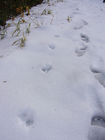 雪に足跡2 島の教室 自然環境コース