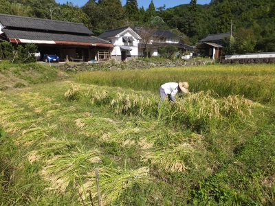 稲刈り