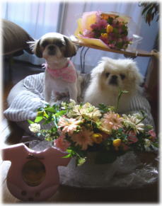 20070313_Aoi-Day