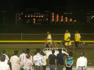 ドッグレース