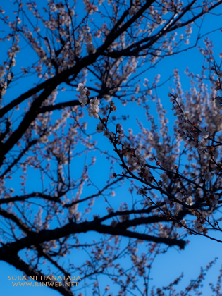2013年3月11日(月曜日)