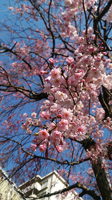 4月7日の桜を。