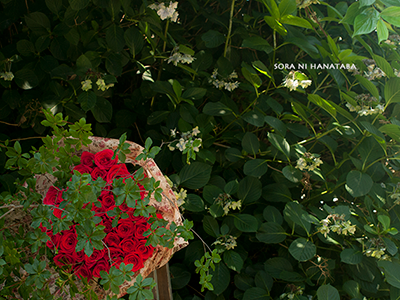 41歳のお誕生日/毎年お届けできております奥様へ贈られる赤いバラの花束を