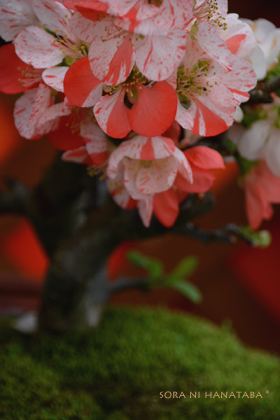 ボケの花(放春花)「らんまん」