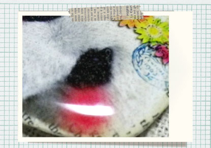 ¥¯¥ê¥¹¥¿¥ë¥°¥ì¡¼¥º¡¡»æ¥³¡¼¥Æ¥£¥ó¥°