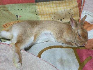 気持ち良さそうに寝てます!